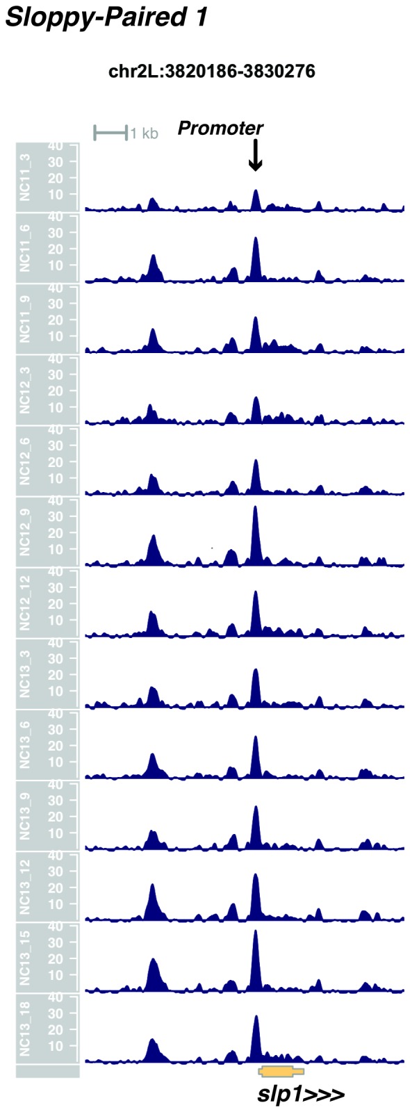 Figure 1—figure supplement 18.