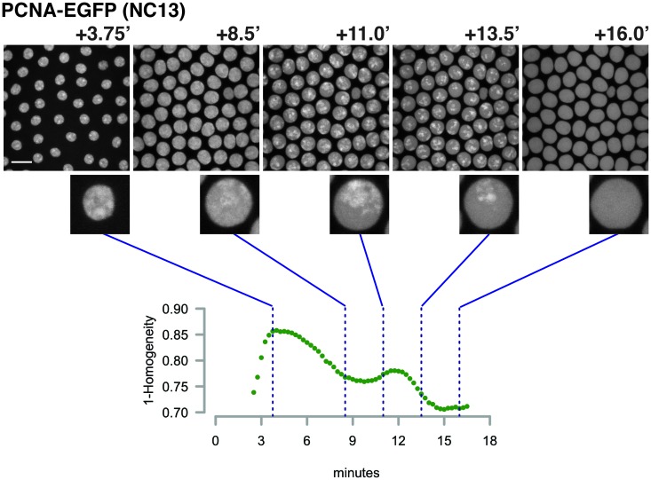 Figure 3—figure supplement 1.