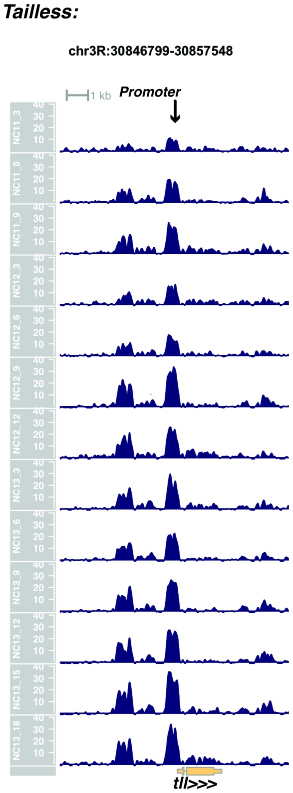 Figure 1—figure supplement 21.