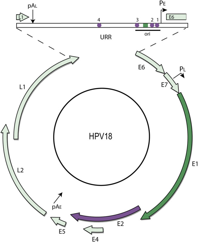 FIGURE 2