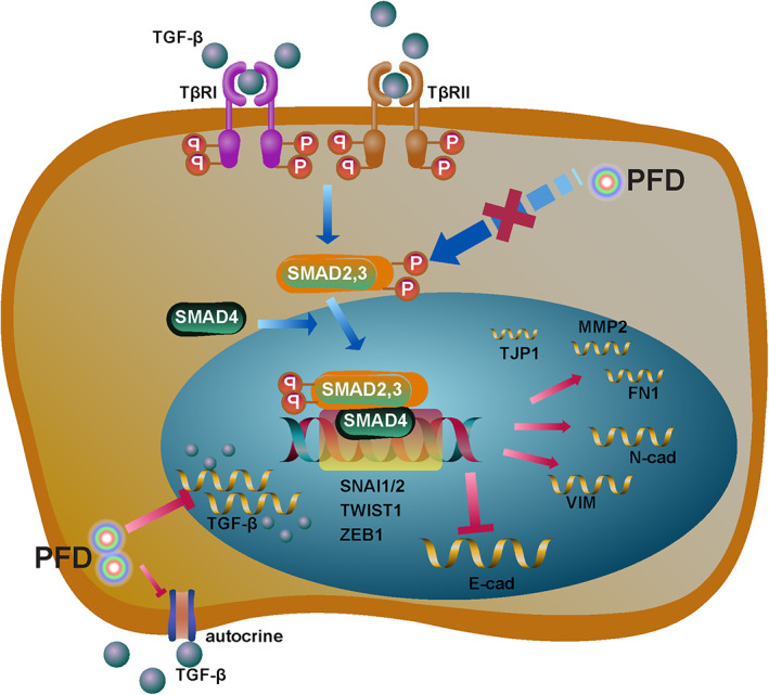 Pirfenidone suppressed triple‐negative breast cancer metastasis by ...