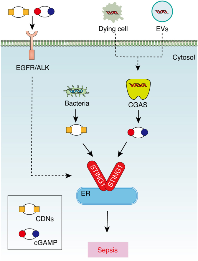 Fig. 1