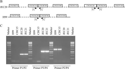 Figure 4.—