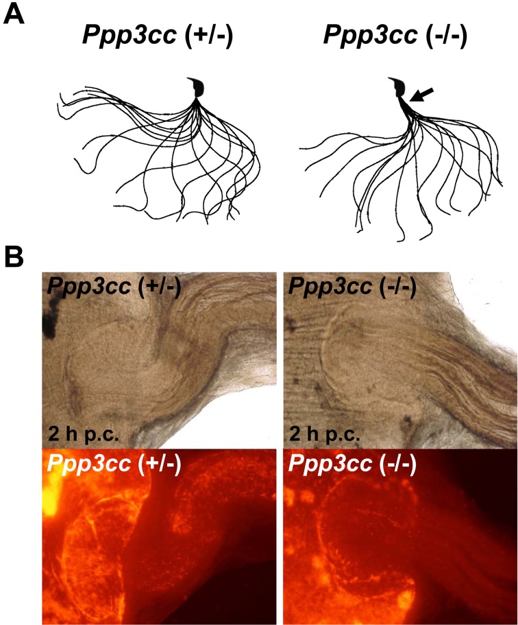 Fig. 4.