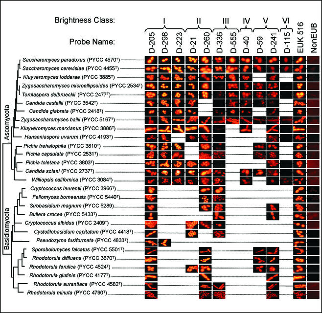 FIG. 2.