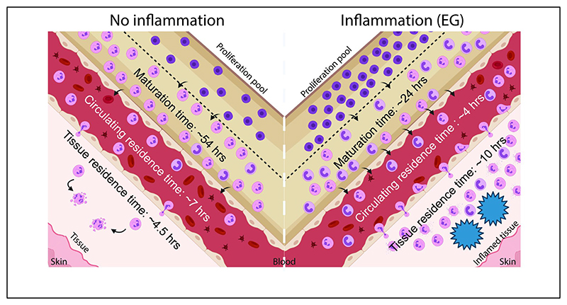 Graphical Abstract