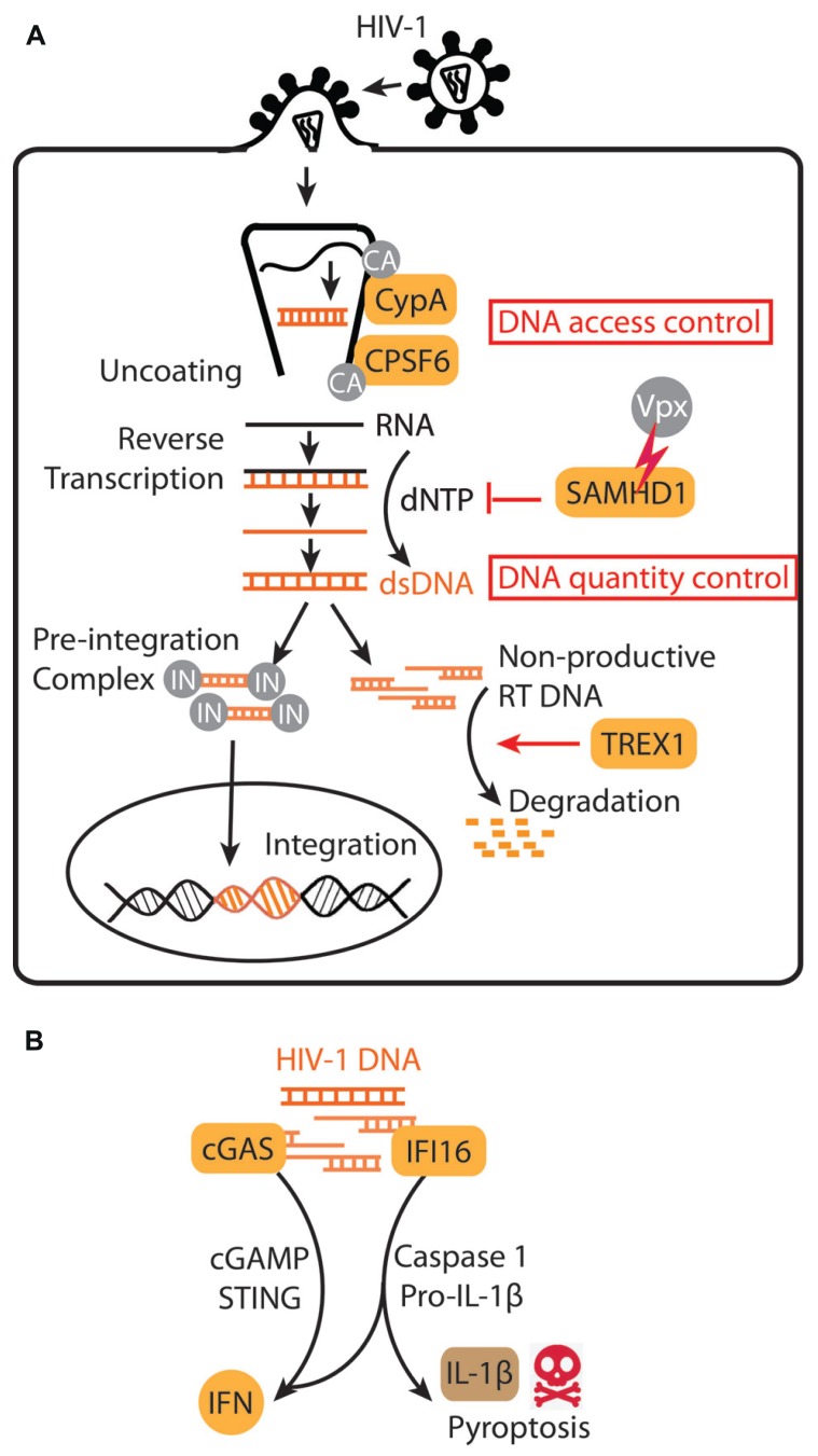 FIGURE 1