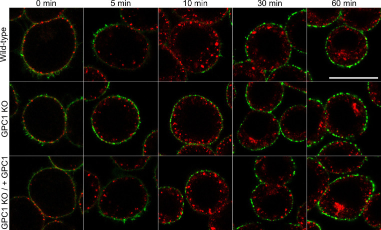 Figure 2—figure supplement 2.