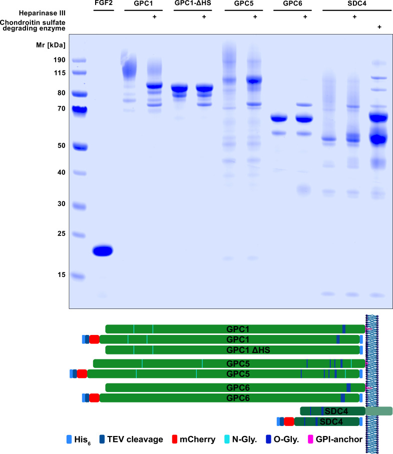 Figure 6—figure supplement 1.