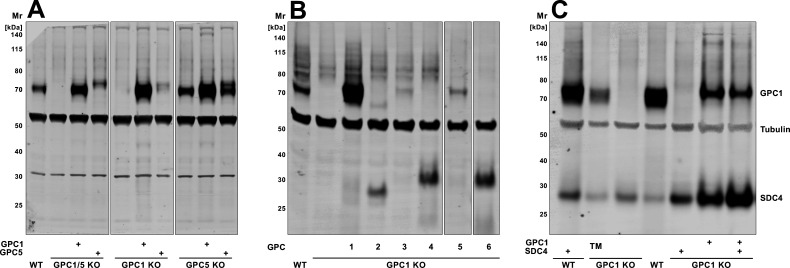 Figure 2—figure supplement 1.