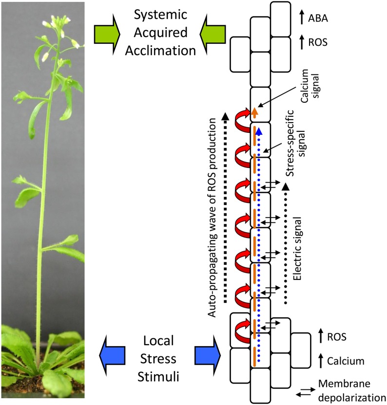 Figure 11.