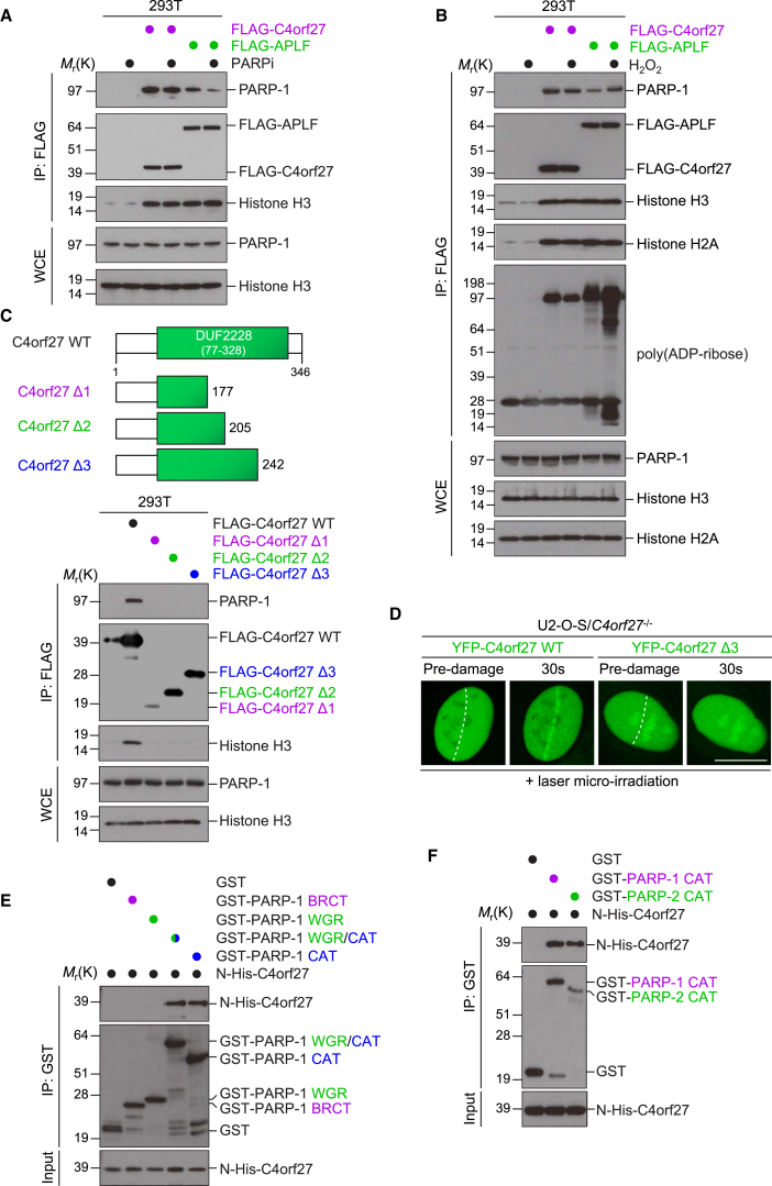 Figure 3