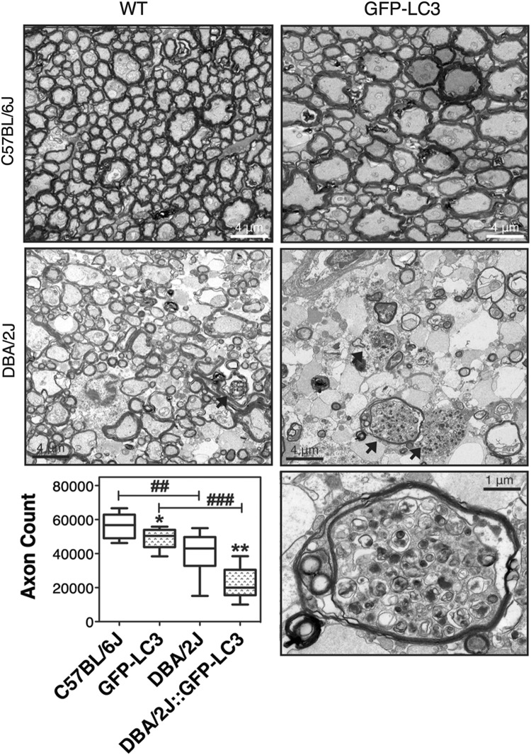 Fig. 8