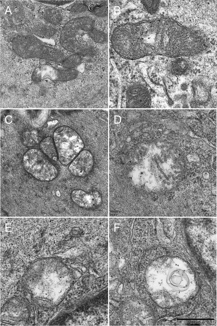 Fig. 6