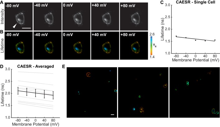 Figure 1—figure supplement 4.