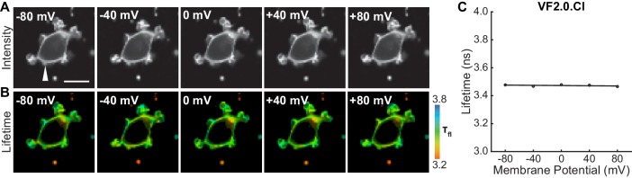 Figure 1—figure supplement 3.