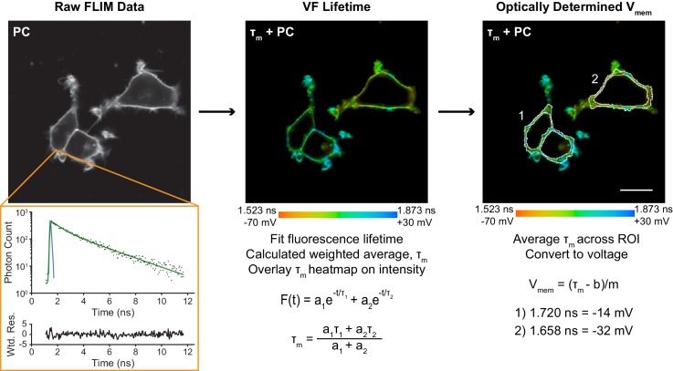 Figure 1—figure supplement 1.