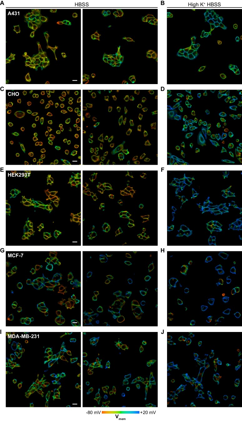 Figure 3—figure supplement 2.