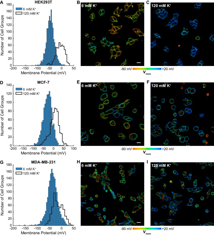 Figure 3—figure supplement 1.