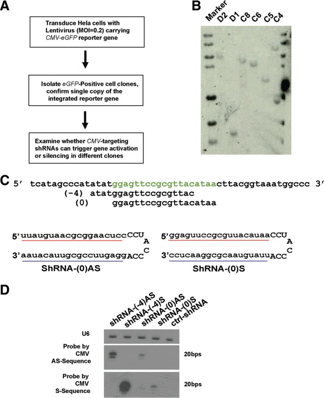 FIGURE 1.