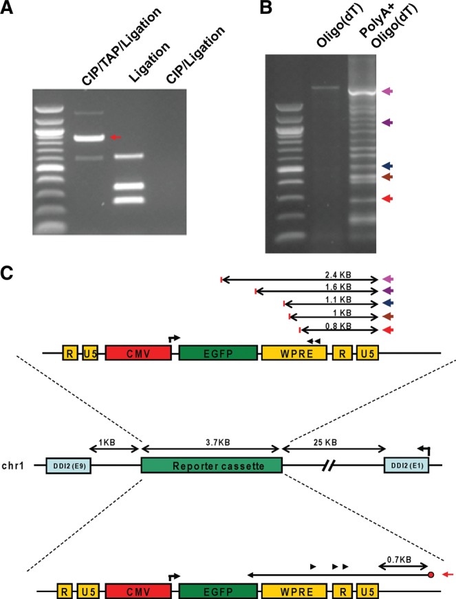 FIGURE 5.