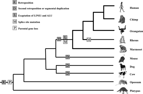 FIG. 1