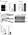 FIGURE 5: