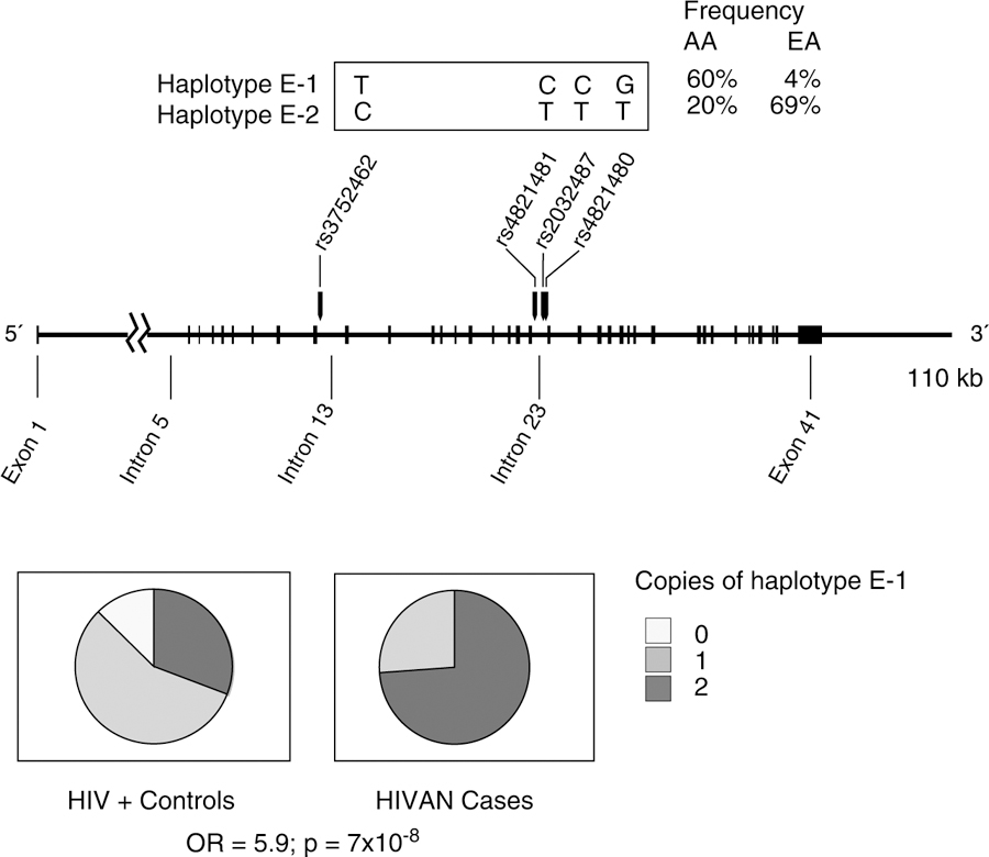 Fig 2.