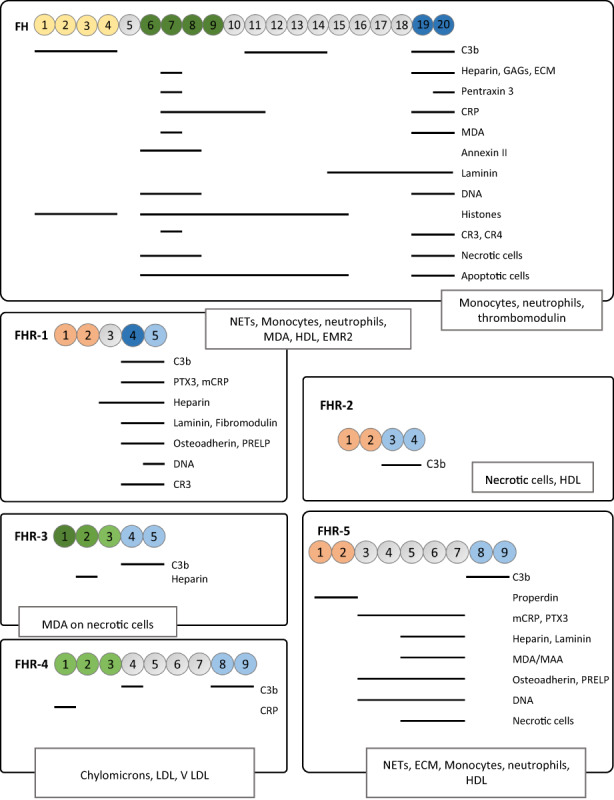 FIGURE 3