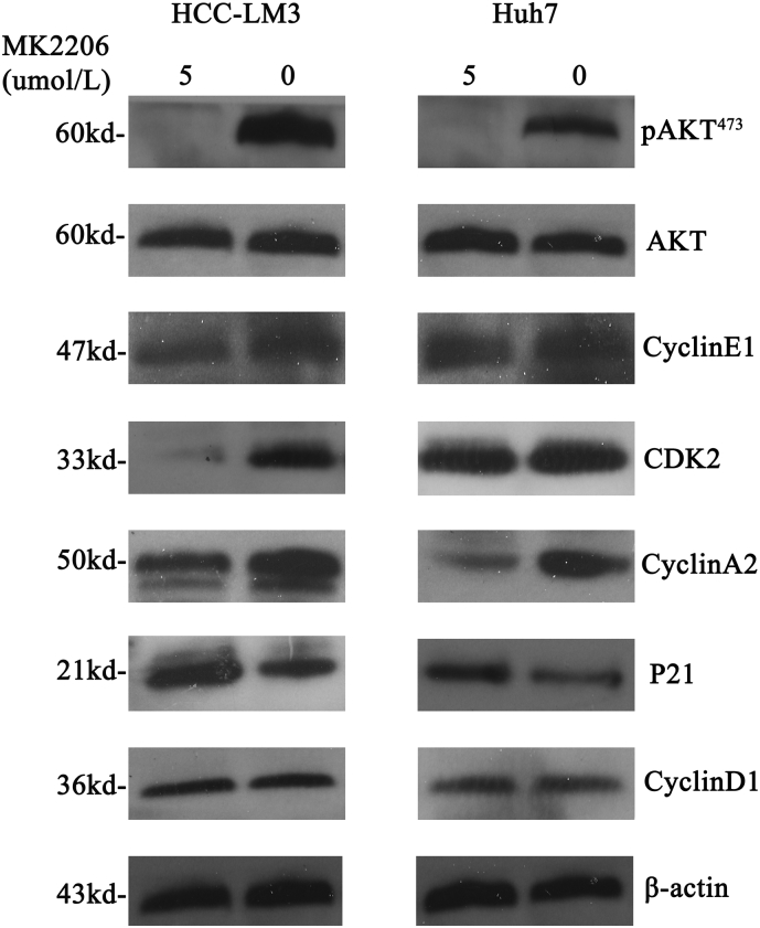 Supplementary Fig. 7