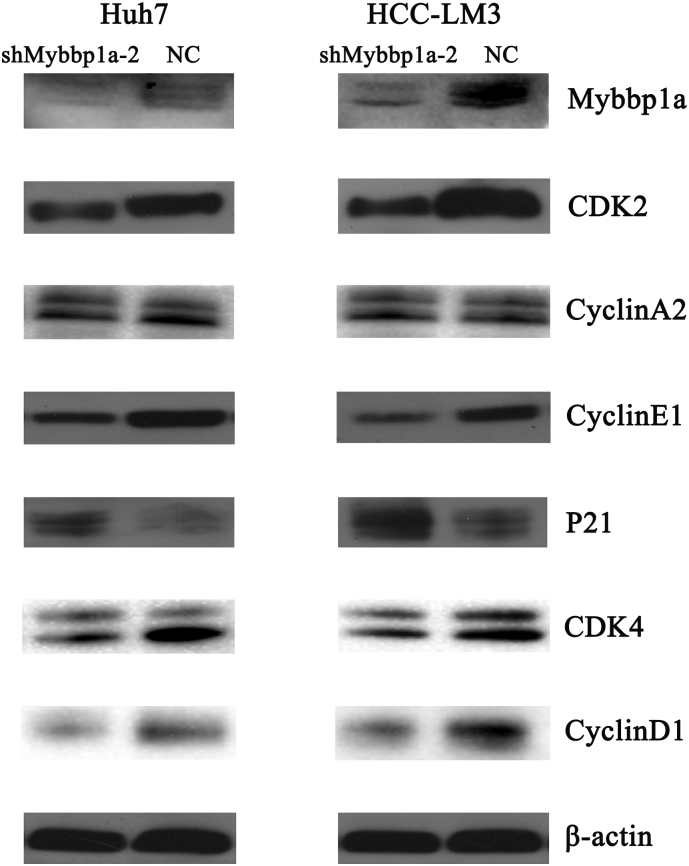 Supplementary Fig. 5