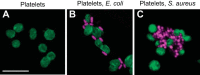 FIGURE 9.