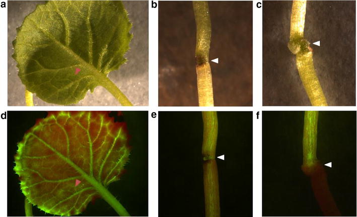 Fig. 4