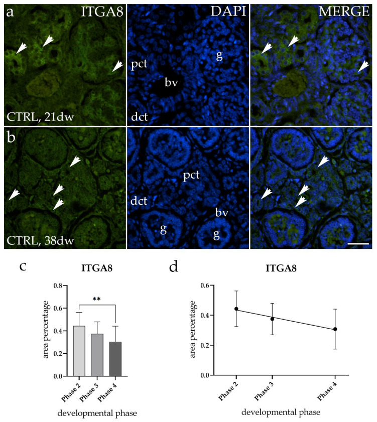 Expression Profiles of ITGA8 and VANGL2 Are Altered in Congenital ...