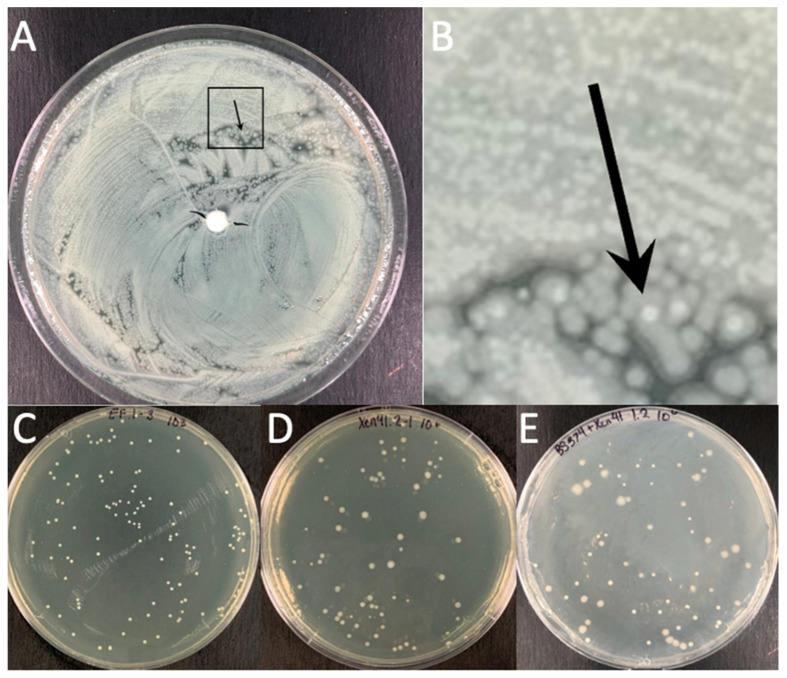 Figure 4