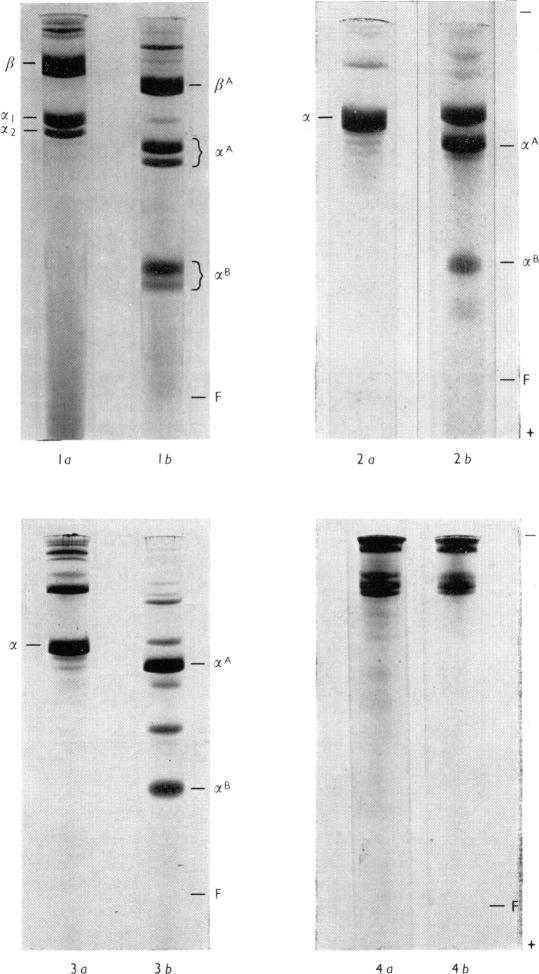 PLATE 1