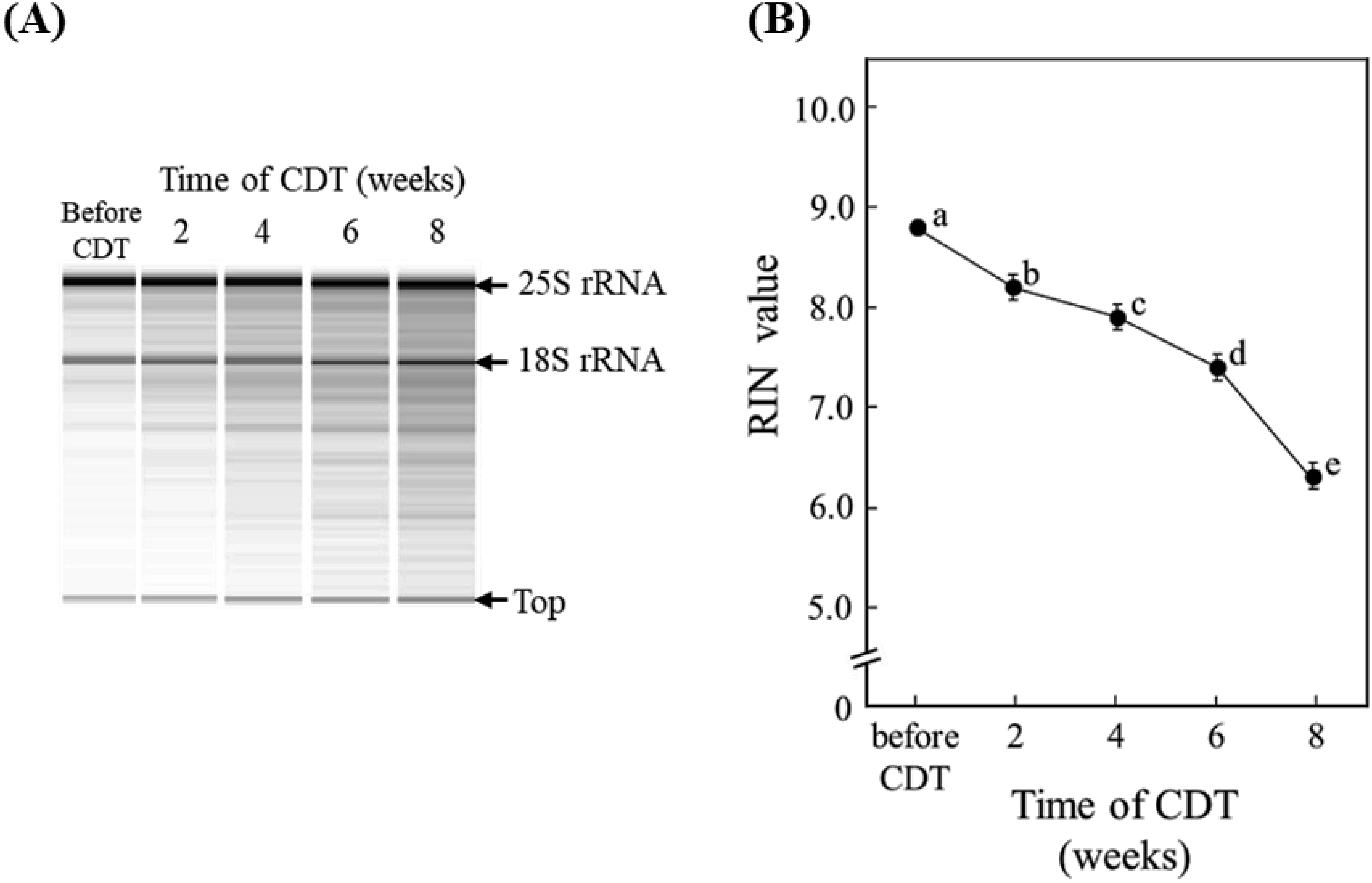 Figure 2. Electrophoresis patterns (A) and RIN values (B) of total RNA extracted from embryos of rice (Oryza sativa L. cv. Nipponbare) seeds (n=20) harvested in 2014, stored at 4°C for four years, and treated with CDT at 36°C and 80% RH for 8 weeks. (A) The extracted total RNAs (each 200 ng) were analyzed by electrophoresis using an Agilent 2100 Bioanalyzer system. (B) The RIN values are means of three replicates±SE. Different letters indicate significant differences according to Tukey–Kramer multiple range test (p<0.05).