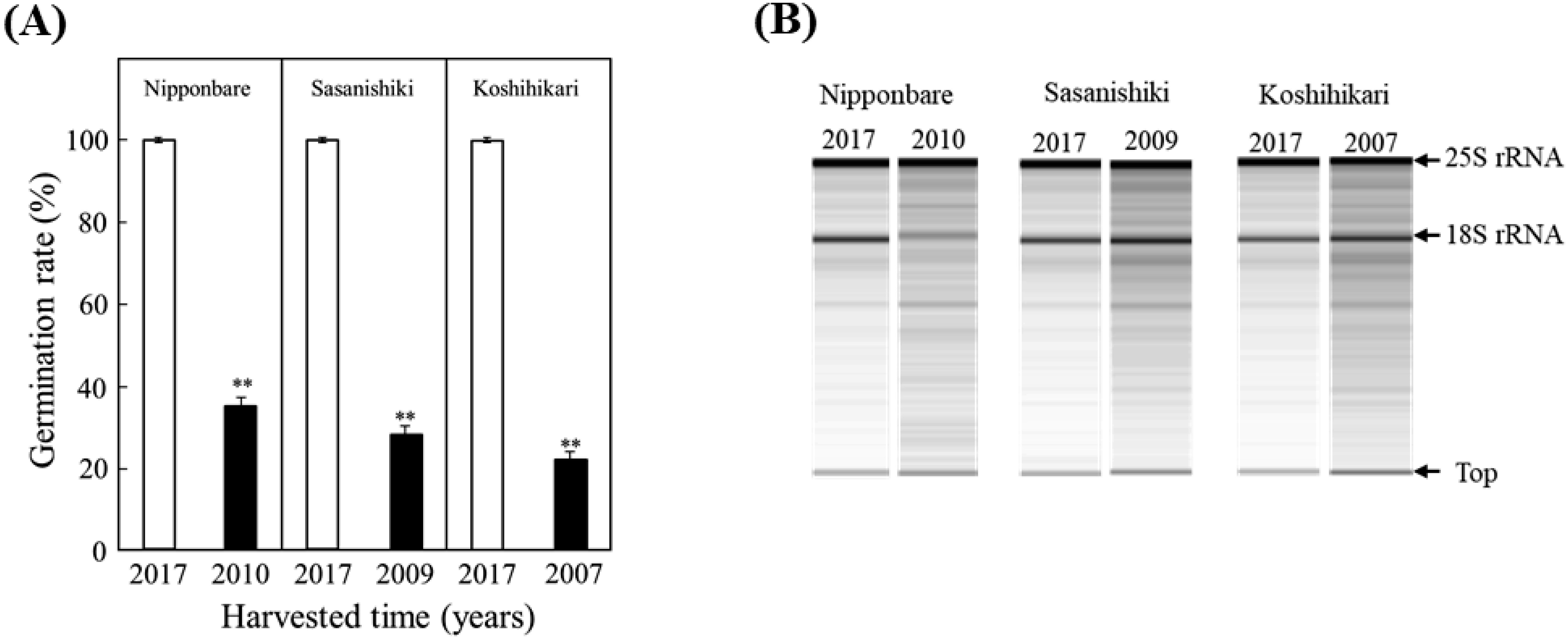 Figure 3. Comparison of the germinability (A) and the electrophoresis patterns of total RNA extracted from the embryos (B) of fresh and aged seeds in rice cultivars Nipponbare, Sasanishiki and Koshihikari. The aged seeds of Nipponbare, Sasanishiki and Koshihikari were harvested in 2010, 2009 and 2007, respectively, after cultivation under natural conditions in Toyama Prefecture, Japan. Fresh seeds from three cultivars were harvested in 2017. (A) Fresh (white bars) and aged (black bars) seeds were incubated in petri dishes with distilled water at 28°C for ten days. Values of germination rate are means of three replicates±SE Student’s t-test was used to compare the mean (n=3) germination rate (%) of seeds for each cultivar (**: p<0.01). (B) The extracted total RNAs (each 200 ng) from the embryos of fresh and aged seeds were analyzed by electrophoresis using an Agilent 2100 Bioanalyzer system.