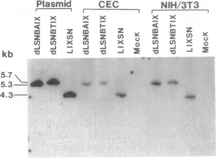 graphic file with name pnas01068-0208-a.jpg