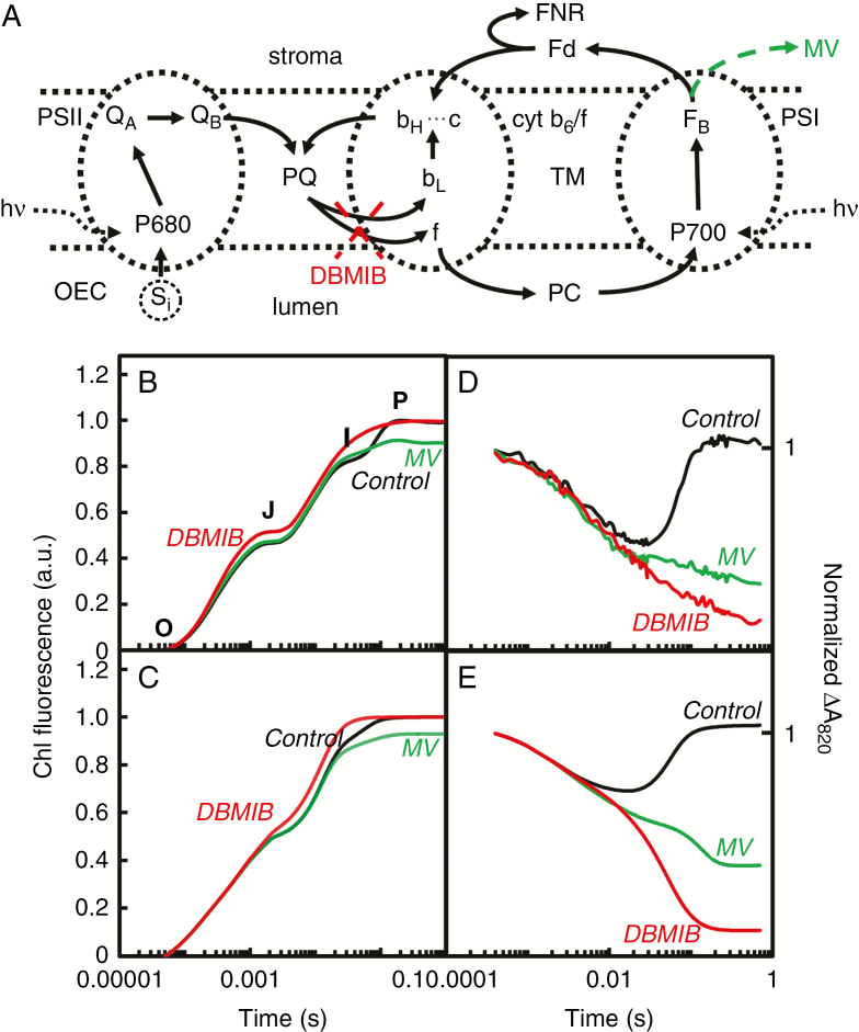 Fig. 8.