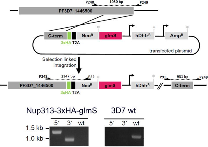 Figure S5.