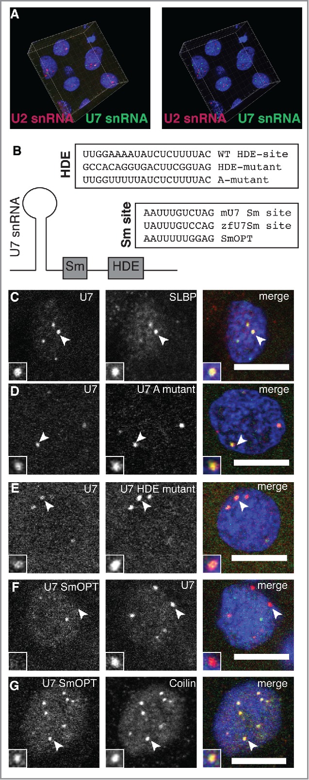 Figure 4.