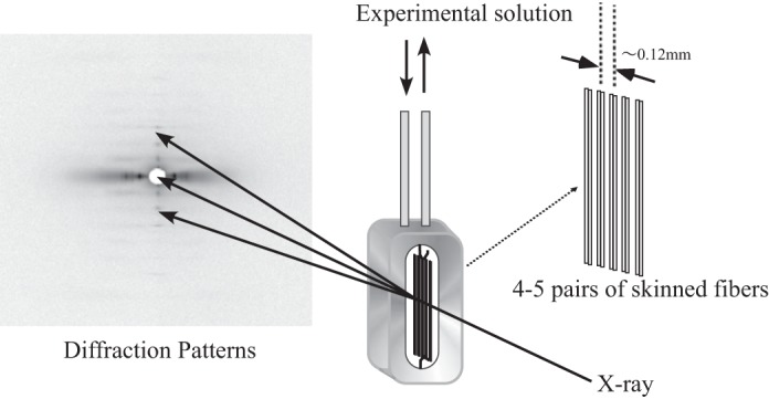 Fig. 1.