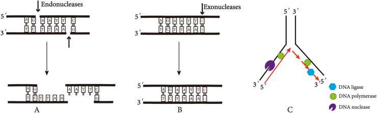 Fig. 1