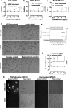 Fig. 4