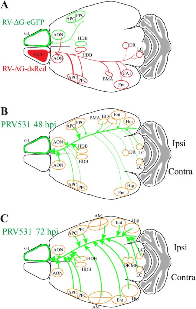 Fig. 7