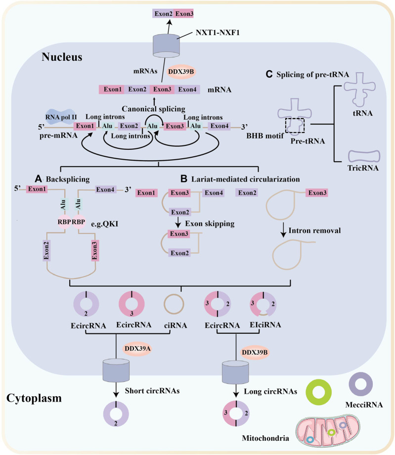 FIGURE 1