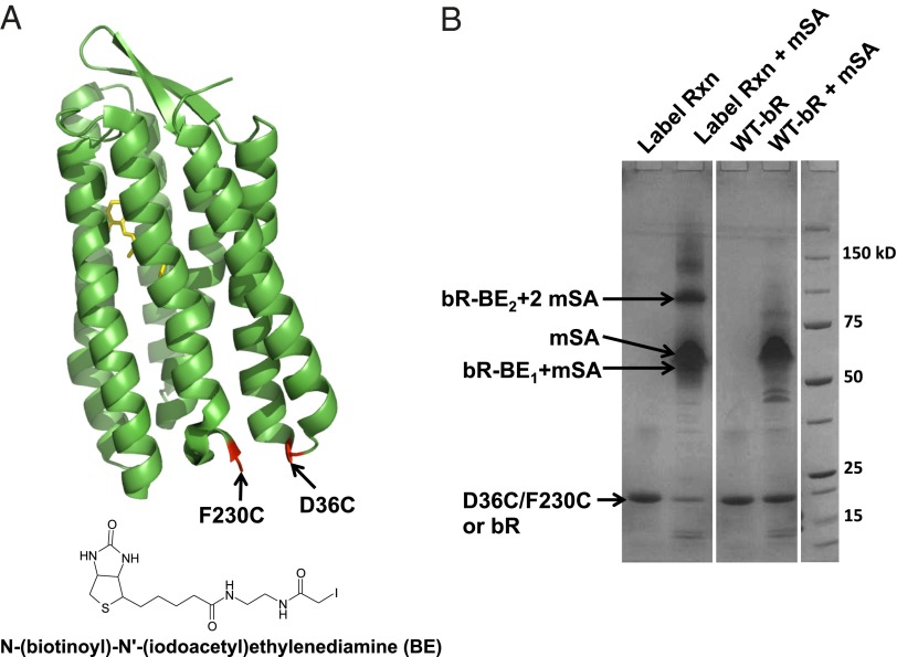 Fig. 2.