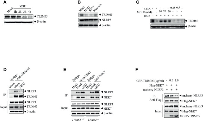 Figure 4