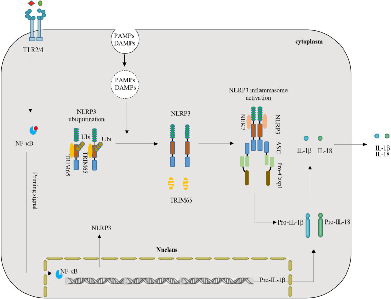 Figure 6